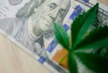 top cannabis stocks investment