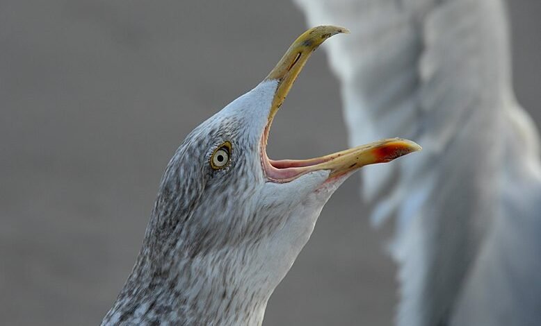 call behavior regional analysis