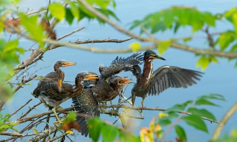 regional variations in mobile calls